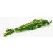 Elodea Densa Aquarium Plants Oxygenating Plant 5-500 Strands (25) - Buy Online on GoSupps.com