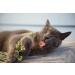 Generic Catnip Leaf 100% Natural Grown Herb Freshly Cut from Field 100g/3.5oz Bags Green - Buy Online on GoSupps.com