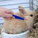 Bunny Grooming Kit: Rabbit Brush, Hair Remover, Nail Clipper, Comb & Bath Brush in Blue - Buy Online on GoSupps.com