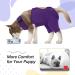 Kuoser Dog Recovery Suit - E-Collar Alternative for Male & Female Dogs Post-Surgery Comfort & Healing Anti-Lick Bodysuit Purple - Buy Online on GoSupps.com