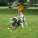 Buy Vivifying Frisbee Dog - Set of 2 Natural Rubber 15 cm Dog Frisbees for Land & Water (Green + Orange) - International Shipping Available - Buy Online on GoSupps.com