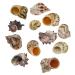 Avalon Cosmetic Packaging Assorted Spiral Seashells 12 Pcs Mixed Medium/Large Size Shells - Perfect for Hermit Crabs - with round opening: 0.5''-1.0'' width.
