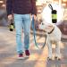 Mipcase 2pcs Pet Snack Pack Travel Snack Bag Dog Food Bag Travel Pet Snack Pouch Pet Treat Bag Ribbon Pocket Mx2pcs Light Greenx2pcs - Buy Online on GoSupps.com