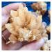 Natural Crystal Rough 1 pc Natural Flower Rare Yellow Calcite Cluster coarse Specimen