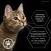 Lolo & Max Natural Flea & Tick Agent for Cats - 100% Natural Spot-On Treatment - Up to 8 Months Defense Against Fleas Ticks Mites & More - Buy Online on GoSupps.com