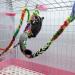 RIOUSSI Handmade Sugar Glider Climbing Toys - 6 Pack | Cage Accessories for Exercising, Jungle Exploration | Rat & Bird Rope Perch Swing Toy - 23 Length Random - Buy Online on GoSupps.com