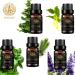 Aromatherapy Cedar Essential Oil Set for Diffuser 100% Pure Ylang Ylang Essential Oil Kit for Humidifier 5x10ml Therapeutic Grade Basil Oil Set-Clary Sage Ylang Ylang Basil Pine Needles Cedar Oils - Buy Online on GoSupps.com