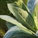 Organic Mullein Leaf - 1 lb. Bulk Bag | Frontier Co-op Cut & Sifted Verbascum thapsus L - Buy Online on GoSupps.com