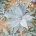 agave agave - Buy Online on GoSupps.com