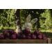 Babybio - Small Chestnut Apple Pots 2x130 g - ORGANIC - Pack of 6 - Buy Online on GoSupps.com