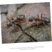 Minkissy 4pcs Pet Water Feeder Ant Farm Castle - Acrylic Ant Habitat & Drinking Tool Accessories 2.8x2.5cm - Buy Online on GoSupps.com