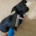 Snuggle Puppy Grooming Flea Comb for Dogs - Effective Flea Removal for Pets - Buy Online on GoSupps.com