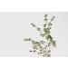 LATHER Mint Thyme Hair Wash - Natural Shampoo with Peppermint Oil, Green Tea, Mint & Thyme - 8 Oz Bottle | Self Care Essential Oils - Buy Online on GoSupps.com