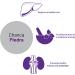 Chanca Piedra 90 Veg Capsules | Advanced Orthomolecular Research AOR - Natural Support for Kidney Health - Buy Online on GoSupps.com