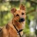 Lionto Dog Collar for Retrievers | Training Collar - 30 cm Black (0.8 cm Thickness) | Durable & Comfortable - Buy Online on GoSupps.com