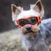 UV Protection Sunglasses for Small Dogs | Windproof Anti-Fog Pet Glasses - Soft Frame in Orange - Buy Online on GoSupps.com