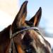 HORZE Weston Padded Leather Horse Bridle with Flash Noseband & Web Reins - Brown | Snaffle Bridle - Buy Online on GoSupps.com
