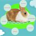 Kathson Triangular Potty Trainer for Small Animals | Corner Rabbit Toilet & Litter Box for Guinea Pigs Hamsters Chinchillas & Ferrets - Green - Buy Online on GoSupps.com
