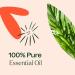 Buy Plant Therapy Eucalyptus Mint Essential Oil Blend 10 mL - 100% Pure Invigorating Aromatherapy for Diffusers & Home Use - Buy Online on GoSupps.com