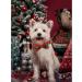 Shop Lionheart Glory Christmas Checkered Dog Collar & Bowtie - Adjustable X-Large Red-Green Dog Collar for Big Dogs - Comfortable & Stylish Dog Shoe Collar - Buy Online on GoSupps.com
