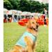 Kickred 2 Pack Dog Shirts - Fast Drying Sleeveless Vests for All Dogs | Breathable Light Blue & Candy Pink Pet Tank Tops - Buy Online on GoSupps.com