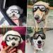 NAMSAN Medium to Large Dog Sunglasses - UV Transparent Goggles for Windproof, Anti-Dust, Snowproof Protection - Buy Online on GoSupps.com