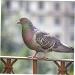 BESPORTBLE 300 Pcs Pigeon Anklet Chicken Drumsticks Tag Bands for Pigeon Birds Supplies to Open Label Tape Baby 1.3X1.3CMx3pcs Greenx3pcs - Buy Online on GoSupps.com