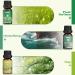 Nature Essential Oils Set ARVIDSSON Natural Fragrance Oil Premium Scented Oils for Diffuser Fresh Cut Grass Forest Pine Ocean Breeze Rain Sandalwood Oakmoss - Buy Online on GoSupps.com