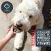 Natural Grain-Free Salmon & Liver Dog Treats - Training Treats for Puppies | Pet Craft Supply - Buy Online on GoSupps.com