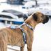Max & Molly H-Harness - Blue Ocean | Premium No-Pull Harness for Dogs - International Shipping Available - Buy Online on GoSupps.com