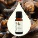 Plant Therapy Organic Clove Bud Essential Oil 10 mL (1/3 oz) & Cinnamon Bark Essential Oil 10 mL (1/3 oz) 100% Pure Undiluted Cinnamon Oil for Diffuser Spray Candle Making Spicy Sweet Scent - Buy Online on GoSupps.com