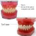 Standard Dental Teeth Model - Removable Full Mouth Resin Crown Model for Tooth Extraction & Patient Explanation - Buy Online on GoSupps.com