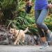 Supernight Retractable Dog Leash | 8M/26ft Long with LED Light | For Small, Medium, Large Dogs up to 110lbs | Night Walking, Running, Training | Extendable Jogging Lead - Buy Online on GoSupps.com