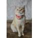 Necoichi Bandana Cat Collar with AirTag Pocket Tracker - Blossoms Red - Buy Online on GoSupps.com