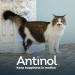 Antinol - Natural Joint Supplement for Adult Cats - Supports Joint Mobility & Skin Health - With Green Lipped Mussels Omega 3 & Vit E - 90 Capsules - Buy Online on GoSupps.com