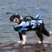 Wallpage Dog Wimming Vest - Adjustable Lifesaver Bathing Suit for Small to Large Dogs | M Blue Camouflage - Buy Online on GoSupps.com