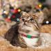 VKPETFR Breakaway Cat Collars with Bell & Pendants - 3 Pack Adjustable Safety Kitten Collars for Christmas - Buy Online on GoSupps.com