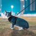 Doryum Cat Harness and Leash Set Adjustable Harness with Reflective Strips Escape Proof Soft Cat Vest and Lead for Small Dog Cat Pet Outdoor Training Walking Running (S) - Buy Online on GoSupps.com