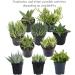 Altman Plants Assorted Live Succulents Desk Buddy Collection - Easy Care Indoor Plants - 2.5 4 Pack - Buy Online on GoSupps.com