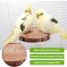 4 Natural Wood Bird Belt Rods with Rattan Balls - Budgie & Canary Cage Accessories | Vegena Nature Seat Rods Set - Buy Online on GoSupps.com