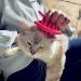 PETCYY Cat Brush Shedding Grooming | Soft Massage Tongue Brush for Cats | Mimics Mama Cat Licking | Comforting Pet Gift (Rose Red) - Buy Online on GoSupps.com