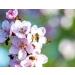 Miel de Fleurs de Cerisier 250 g Caravella Fine Food | Italien Fleurs de Printemps Pur Cru Riche en Antioxydants| Ambr Clair aux Notes Florales Fruit es |Id al pour Th Fromage Petit-D jeuner Dessert - Buy Online on GoSupps.com