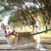 Wolfone 10m Lake Green Non-Slip Latex Training Lead for Dogs/Cats - Lightweight Daily Walking Lead for All Sizes - Ideal for Recall, Camping & Training - Buy Online on GoSupps.com