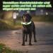 Jostift Luminous Elbe Rechargeable LED Dog Collar - Waterproof & Adjustable for Small/Medium Dogs - Super Bright with 3 Lighting Modes (Green) - Buy Online on GoSupps.com
