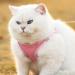 Buy Giapinst No Pull Dog Harness for Small Dogs - Adjustable Breathable Mesh Reflective Stripes - XS Pink (Breast: 12.6-14) | International Shipping - Buy Online on GoSupps.com