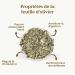 FEUILLE D'OLIVIER BIO 100g | Tisane de Feuilles d'olivier | Olivier Feuilles Coup es REPLANTEA - Buy Online on GoSupps.com