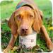 MjAMjAM - Premium Wet Dog Food - Pure Juicy Chicken 1 Pack (1 x 400 g) Grain Free with Extra Meat - Buy Online on GoSupps.com