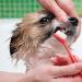4 Pack Dog & Cat Toothbrush - Best Dental Care for Small Dogs & Cats | Anti-Plaque in Black Yellow Red Blue - Buy Online on GoSupps.com
