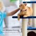 Kolacen Reflecting AirTag Catushage - Adjustable Cat Neck Band with Shell & Bell for Puppies Kittens (Orange) | Safe & Stylish Pet Tracker - Buy Online on GoSupps.com