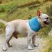 Cooling Collar for Dogs | Summer Dog Bandanas & Neckerchiefs | S/M/L Sizes Available - Buy Online on GoSupps.com